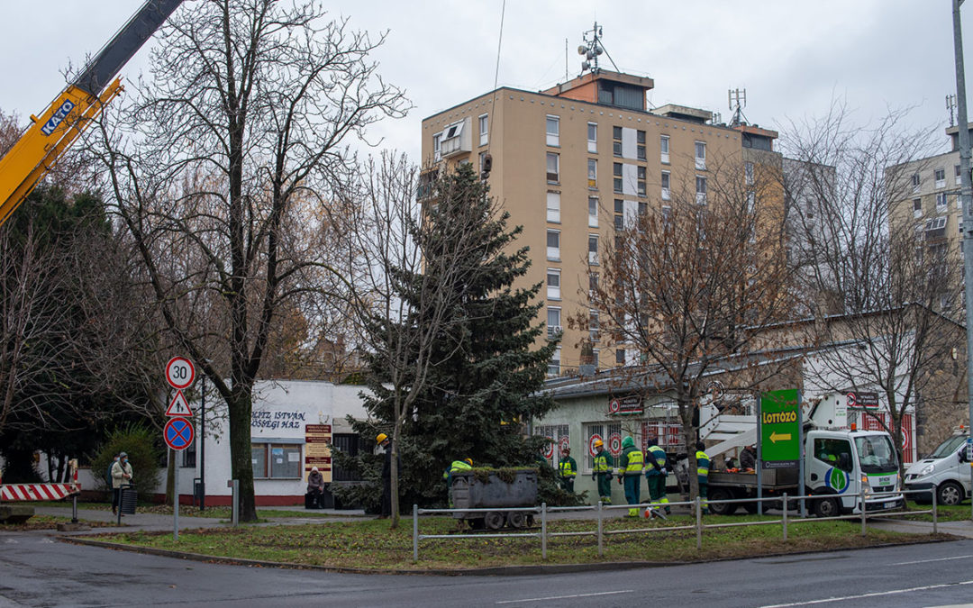 Felajánlásokból kaptak karácsonyfát a pécsi városrészek