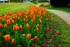 Narancssárga tulipánsor egy járda mellett.