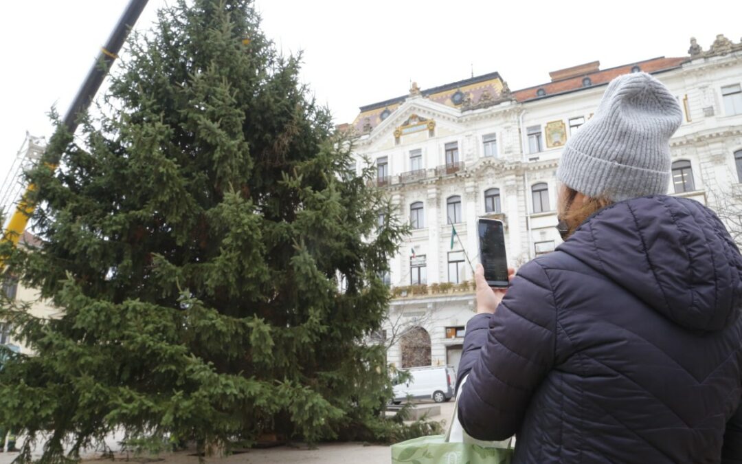 Megérkezett a Mindenki Karácsonyfája a Széchenyi térre