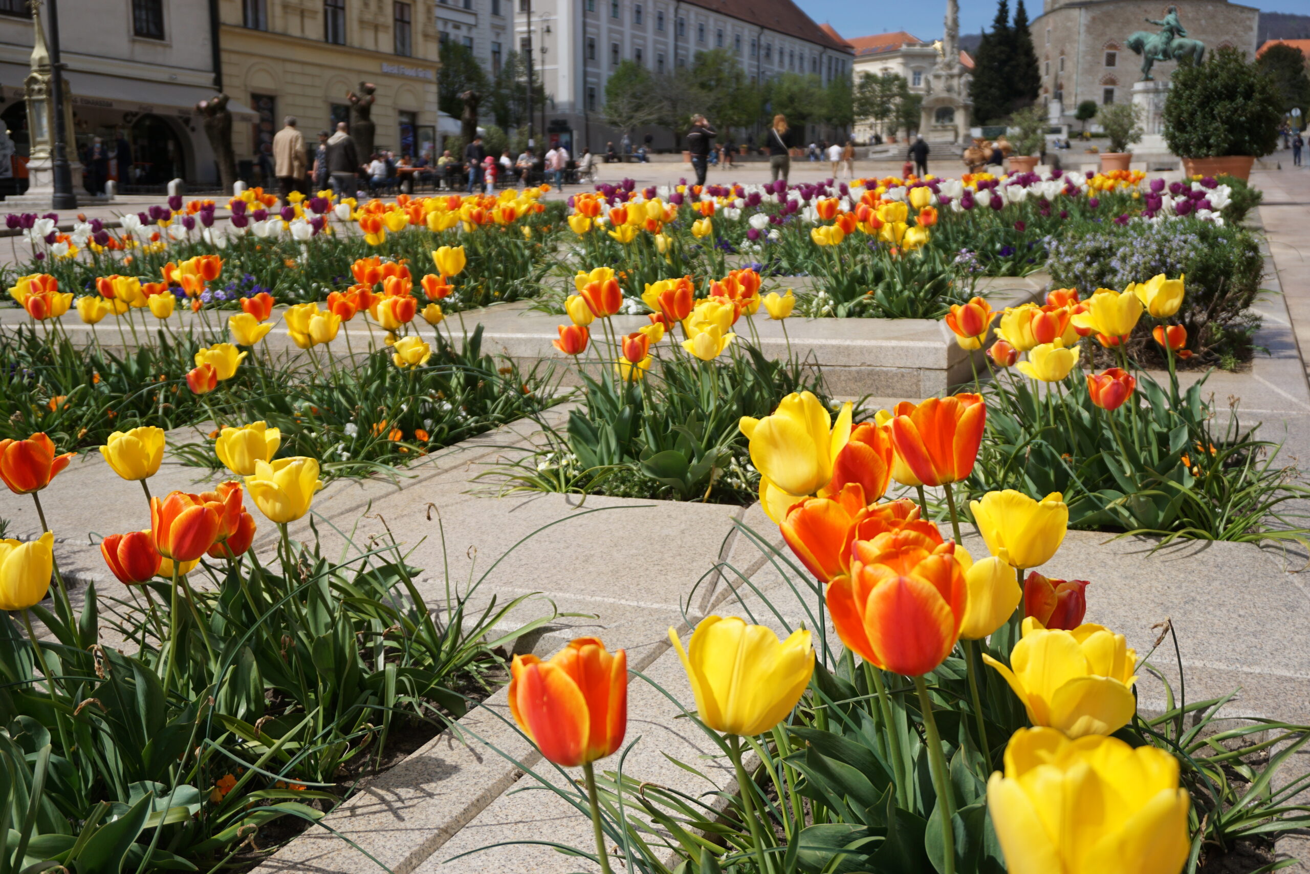 Ezernyi virág díszíti idén is Pécs utcáit, tereit