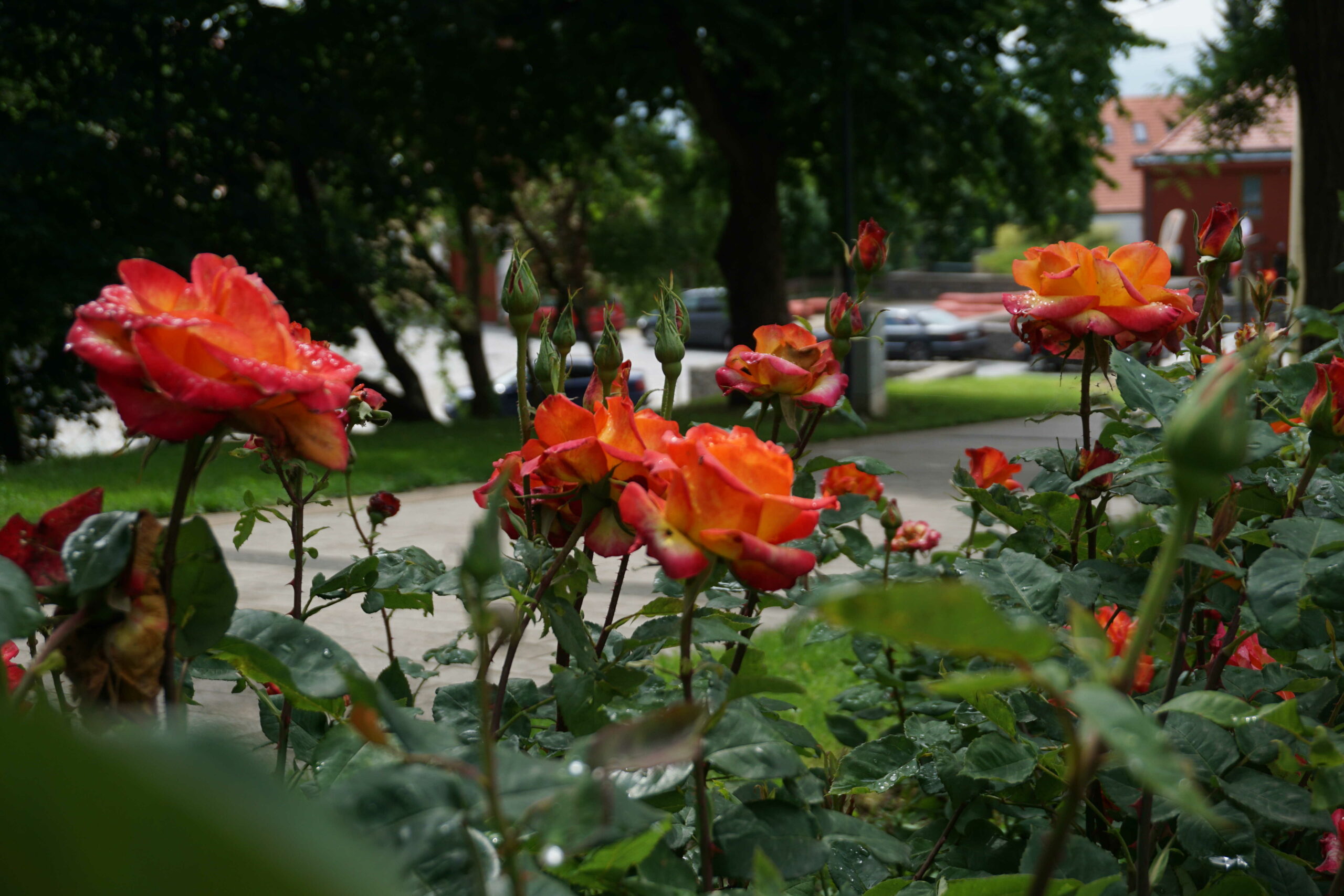 Több mint 20 fajta rózsa virágzik most a pécsi köztereken