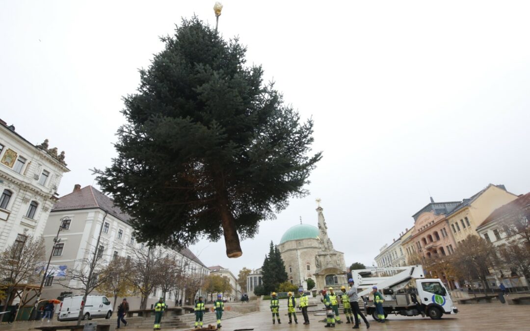 Megérkezett a Széchenyi térre a mindenki karácsonyfája