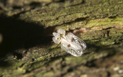 Egy apró, átlátszó csipkebogár bonyolult szárnymintákkal egy texturált fadarabon nyugszik.