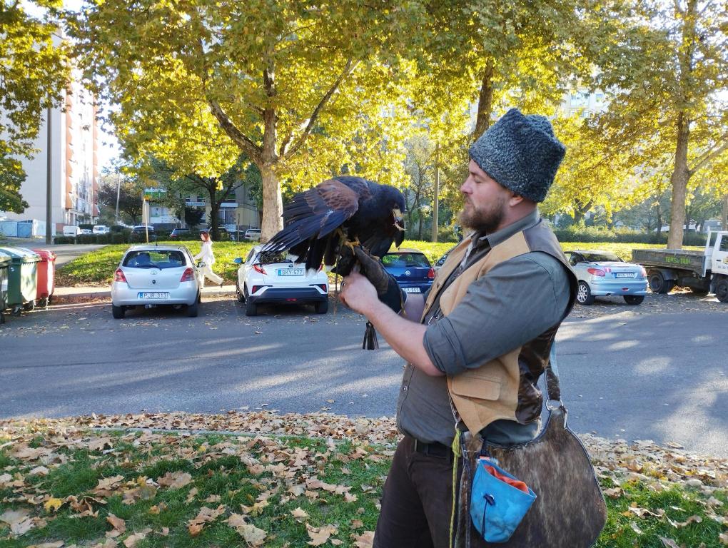 Egy sapkát és mellényt viselő férfi egy nagy madarat tart kesztyűs kezén egy parkban, ahol fák, parkoló autók és lehullott levelek láthatók.