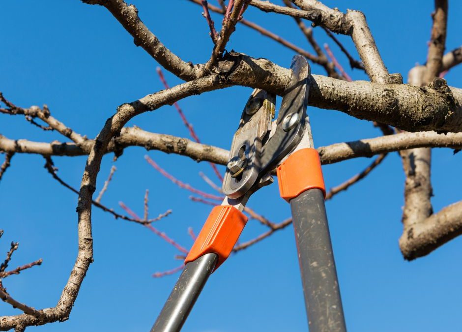 Fametszési munkálatok a Katalin utcában
